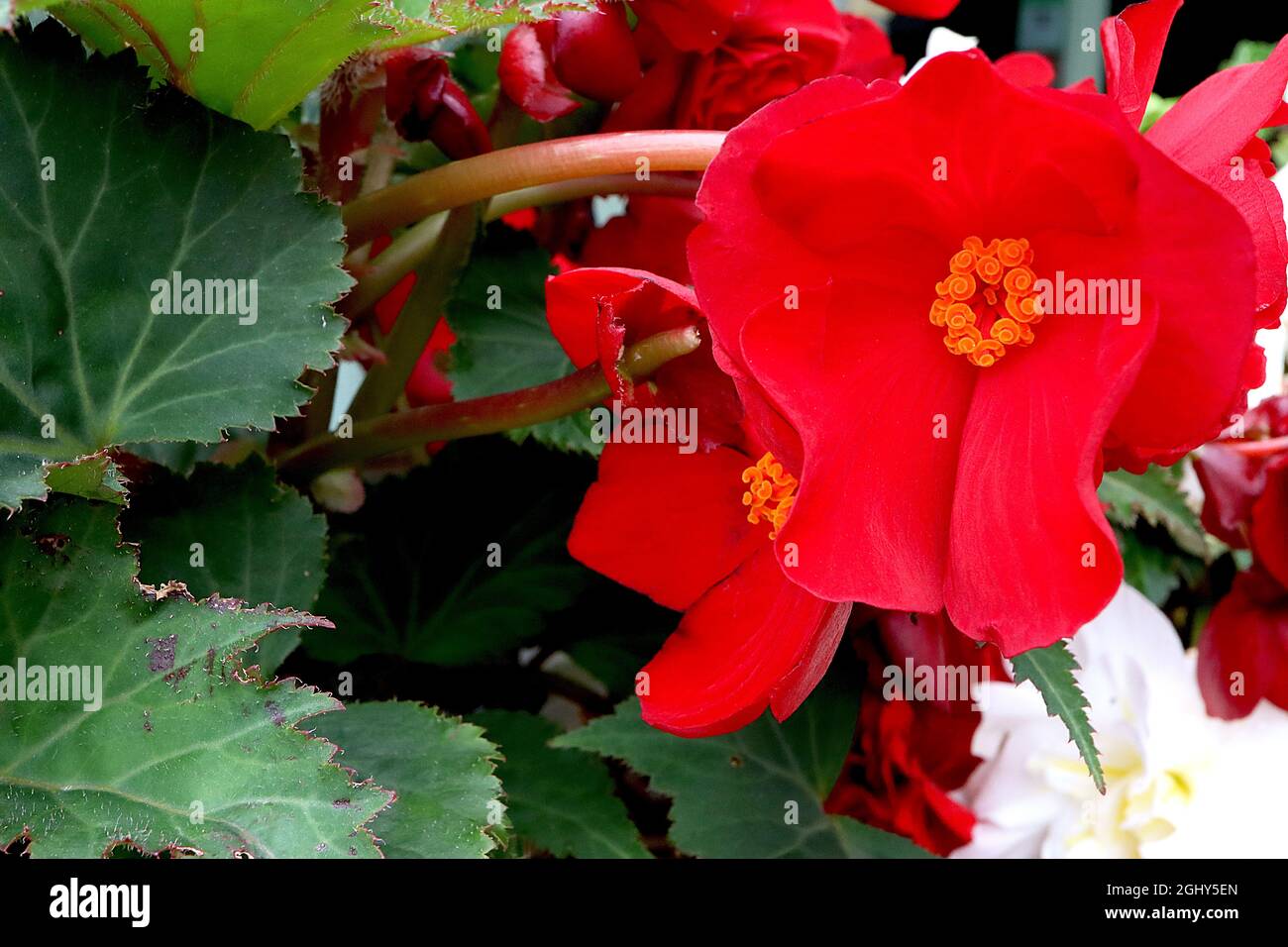 Begonia tuberosa ‘Nonstop Red’ double red flowers and dark green angel-shaped leaves with green veins,  August, England, UK Stock Photo