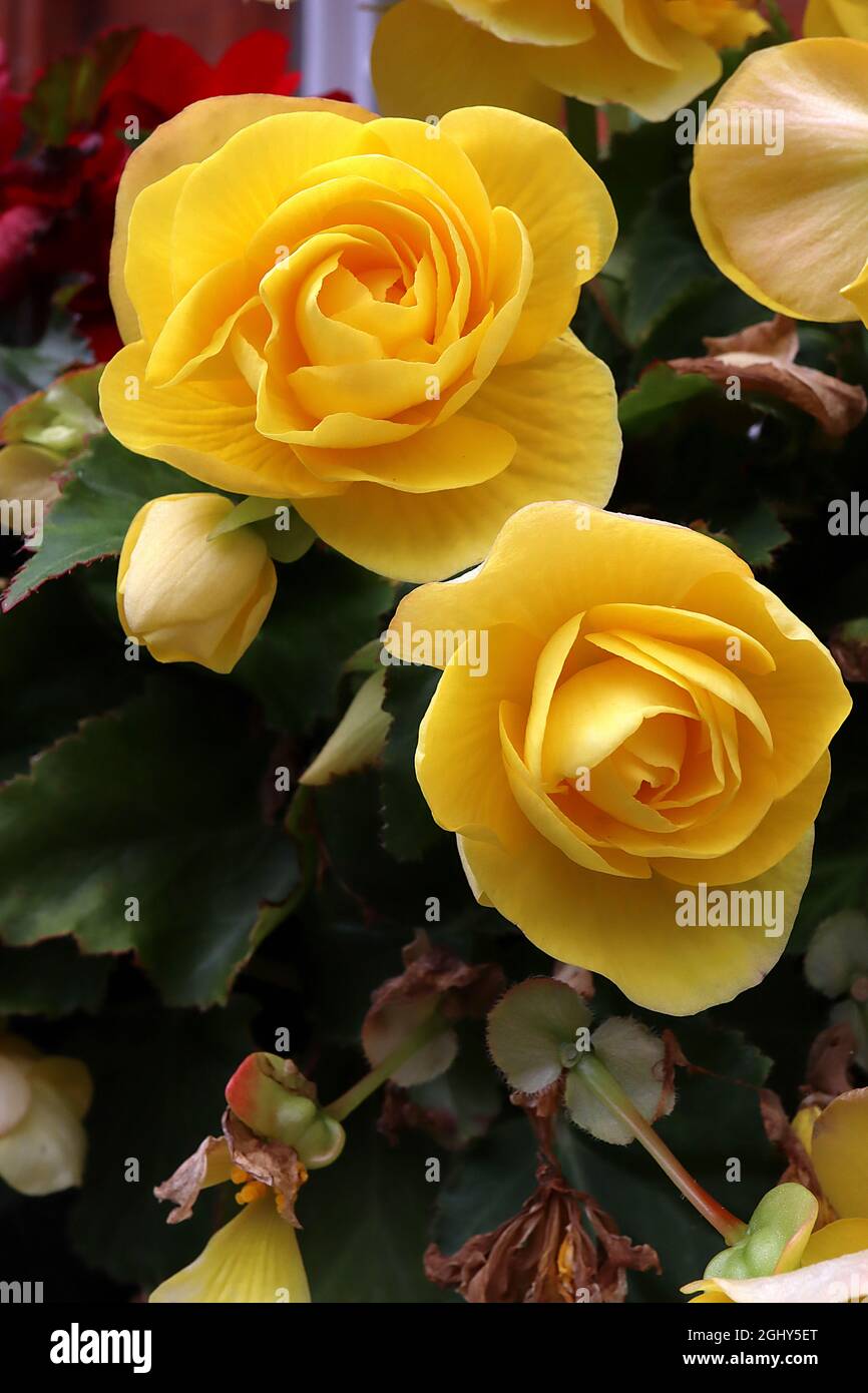 Begonia tuberosa ‘Nonstop Yellow’ double yellow roseform flowers and dark green angel-shaped leaves with green veins and red margins,  August, England Stock Photo