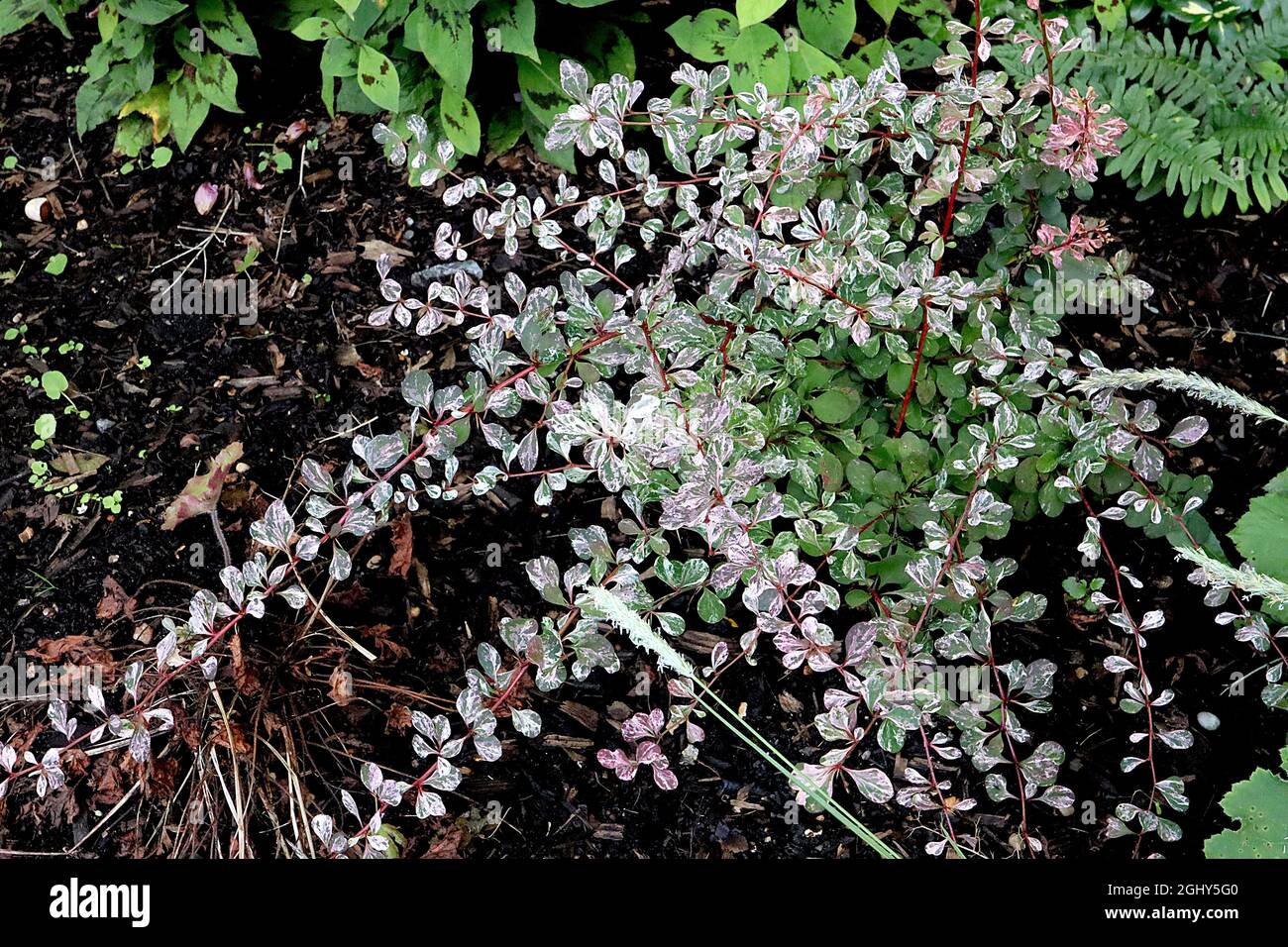 Berberis thunbergii atropurpurea ‘Harlequin’ Barberry Harlequin - small oval mid and dark green leaves with white splashes, red stems,  August, UK Stock Photo