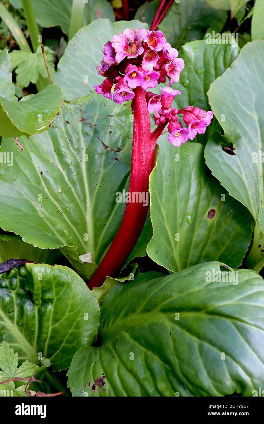 Bergenia cordifolia ‘Purpurea’ Elephant’s ears Purpurea – deep pink flowers on thick red stems,  August, England, UK Stock Photo