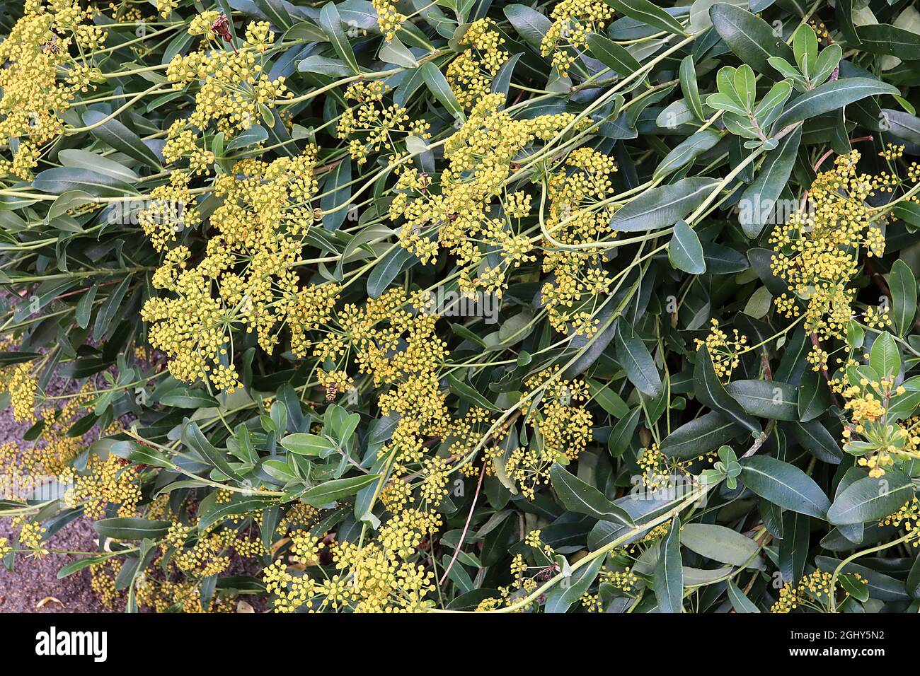 Bupleurum fruticosum shrubby hare’s ear – domed clusters of tiny yellow flowers and glossy dark green leaves,  August, England, UK Stock Photo