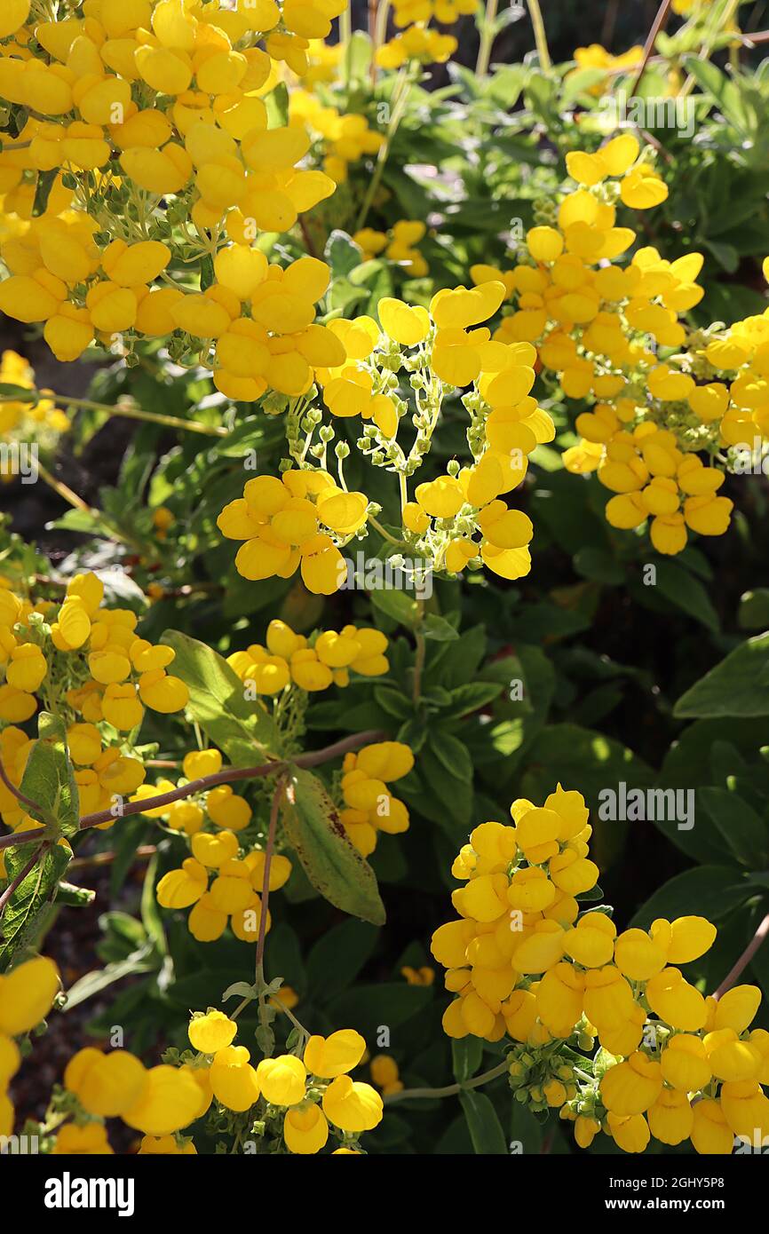 Calceolaria integrifolia ‘Yellow Sun’ bush slipperwort Yellow Sun – dense clusters of yellow pouch-like flowers and mid green pinnate leaves,  August, Stock Photo