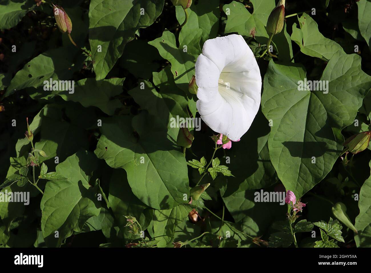 Calystegia sepium hedge bindweed – white trumpet-shaped flowers and elliptic leaves,  August, England, UK Stock Photo