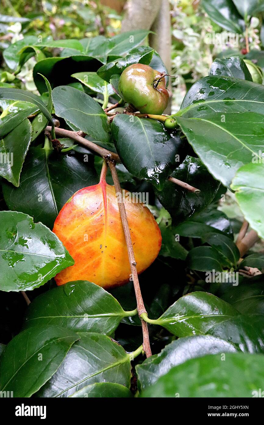 Apple about fruit hires stock photography and images Alamy