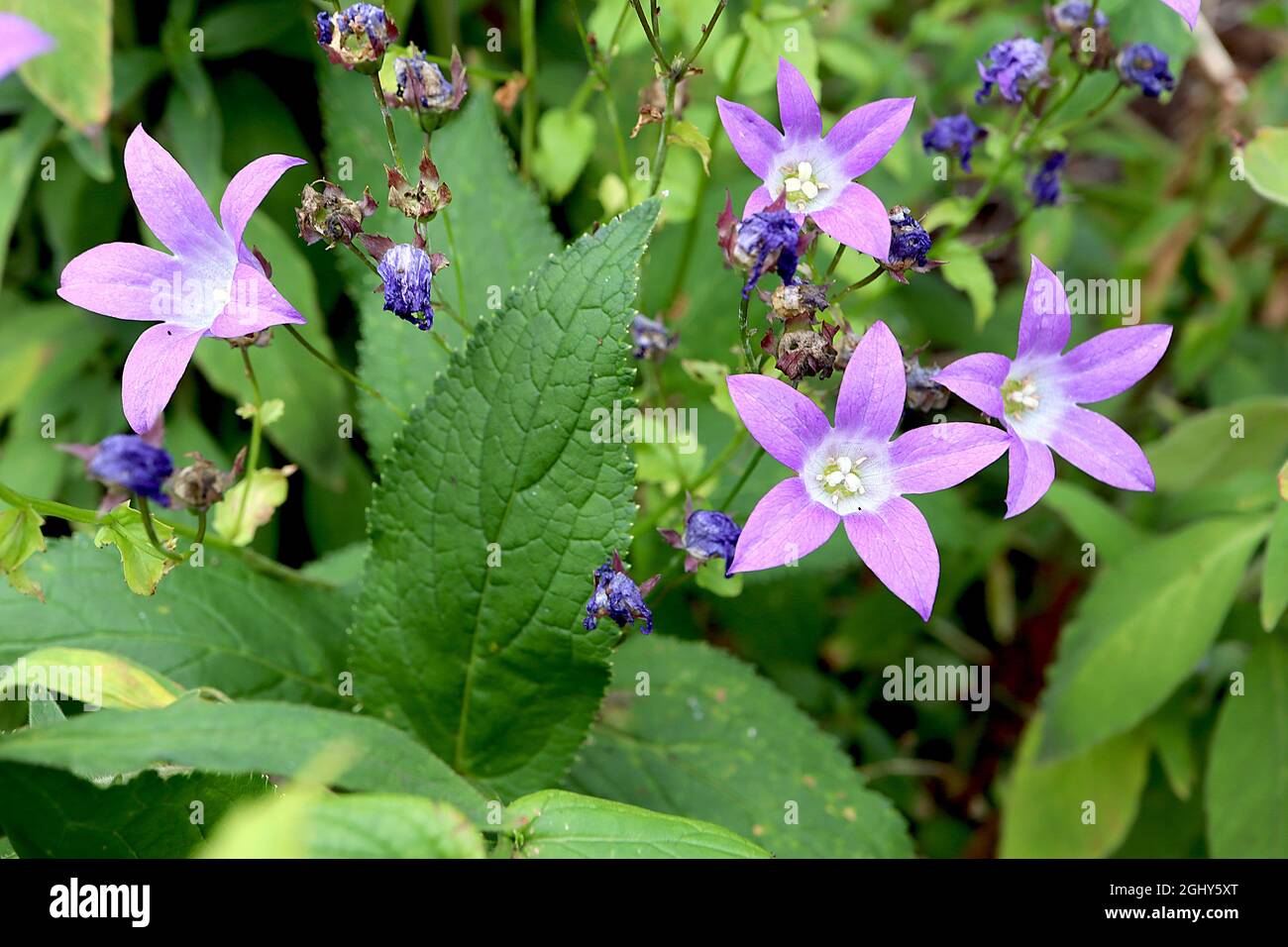 Campanula lactiflora hires stock photography and images Alamy