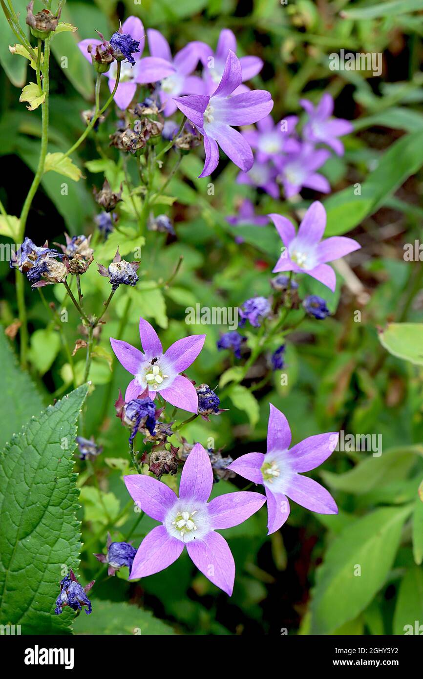 Campanula lactiflora ‘Prichards Variety’ milky bellflower Prichards Variety – clusters of violet open bell-shaped flowers with white centre, August,UK Stock Photo