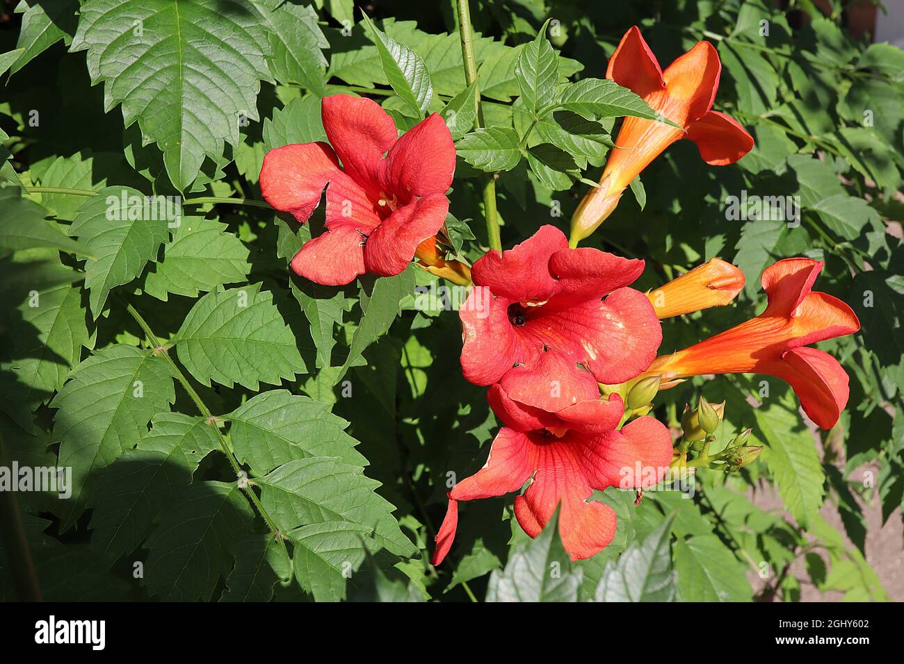 Campsis radicans trumpet vine – large funnel-shaped flowers with orange tube,  August, England, UK Stock Photo