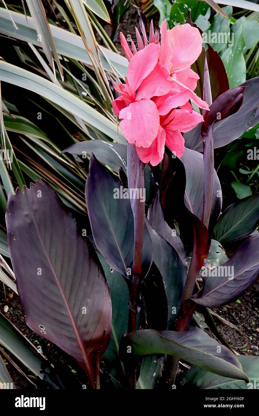 Canna ‘Futurity Pink’ Canna lily Futurity Pink – medium pink flowers and wide ovate purple green leaves,  August, England, UK Stock Photo