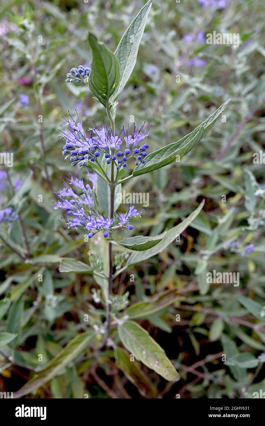Caryopteris x clandonensis ‘Heavenly Blue’ bluebeard Heavenly Blue – whorls of small mauve flowers with elongated violet stamens and grey green leaves Stock Photo