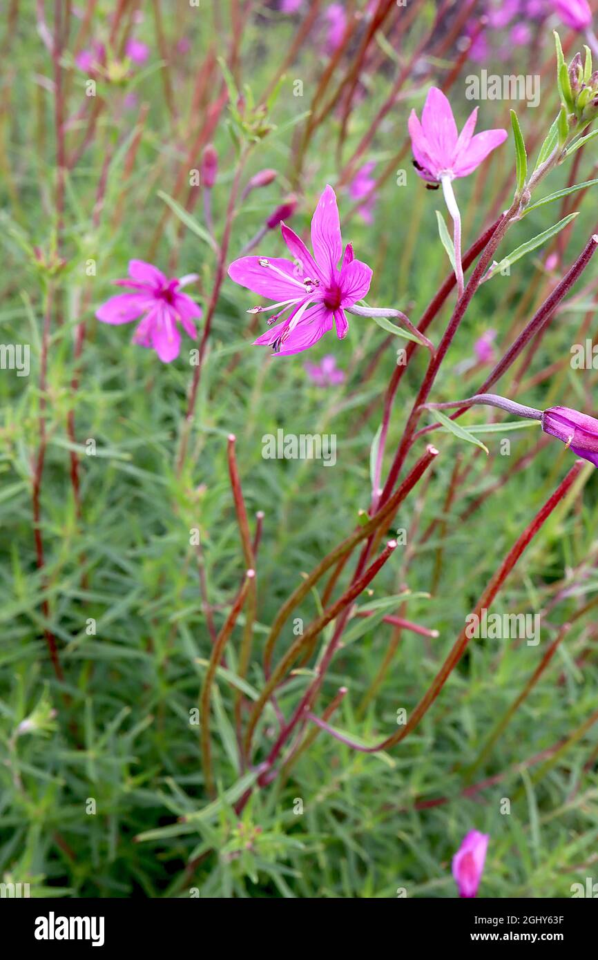 Chamerion dodonaei Dodoens’ willowherb – deep pink flowers with dark pink veins, tiny linear leaves and red stems,  August, England, UK Stock Photo