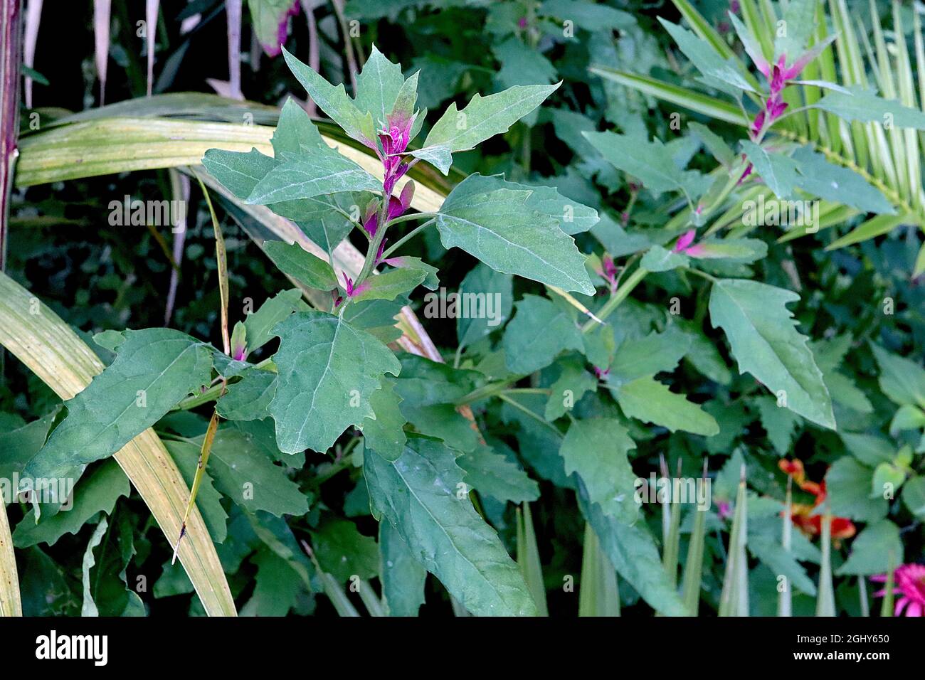 Chenopodium giganteum tree spinach – mid green leaves with magenta new shots,  August, England, UK Stock Photo