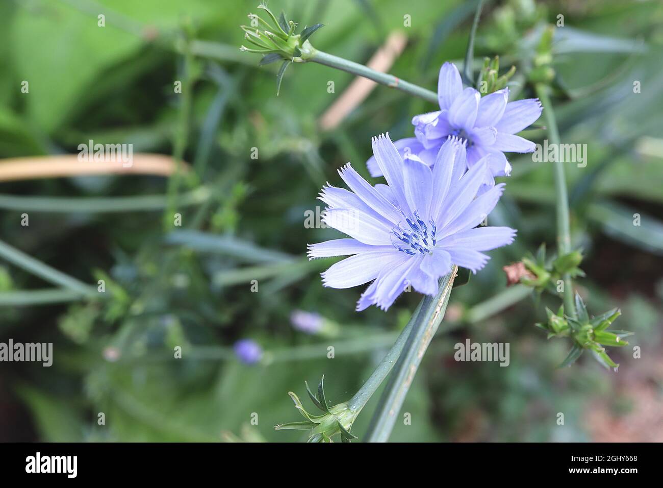 Cichorium intybus ‘Electric Blue’ chicory Electric Blue – lavender blue flowers with paintbrush-like petals on long stems, August, England, UK Stock Photo