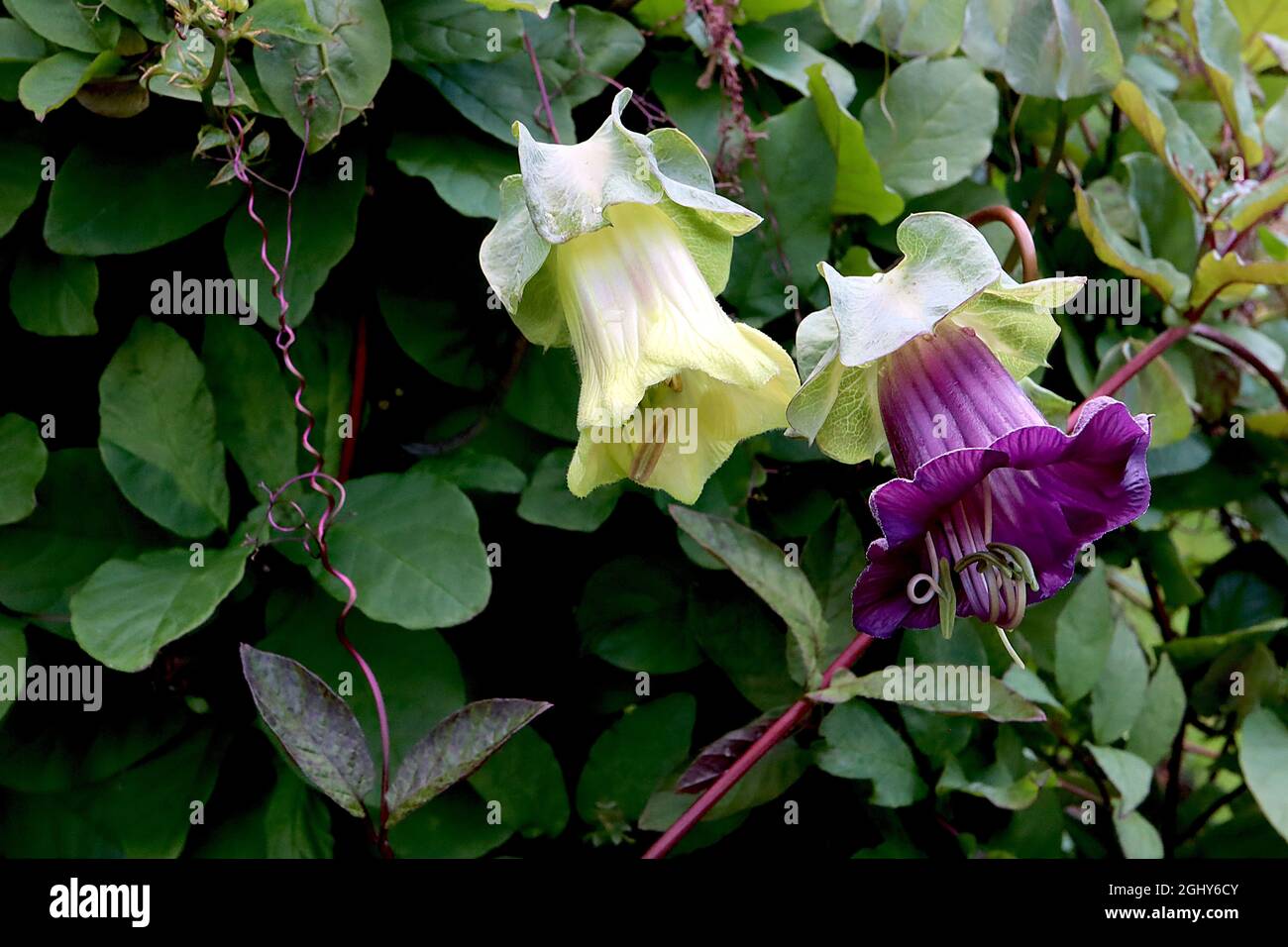 Cobaea scandens ‘Purple’ and ‘White’ cup and saucer vine – large purple and cream bell-shaped flowers with wavy pale green sepals,  August, England,UK Stock Photo