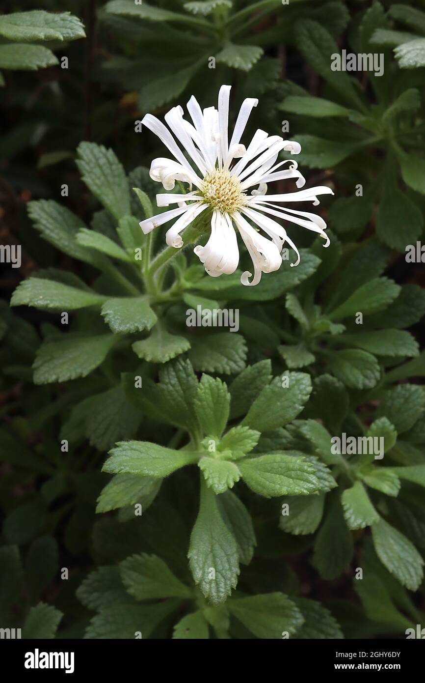 Commidendrum rugosum  St Helena scrubwood – white daisy-like flowers with ribbon-like curled petals and small thick grey green leaves,  August, UK Stock Photo