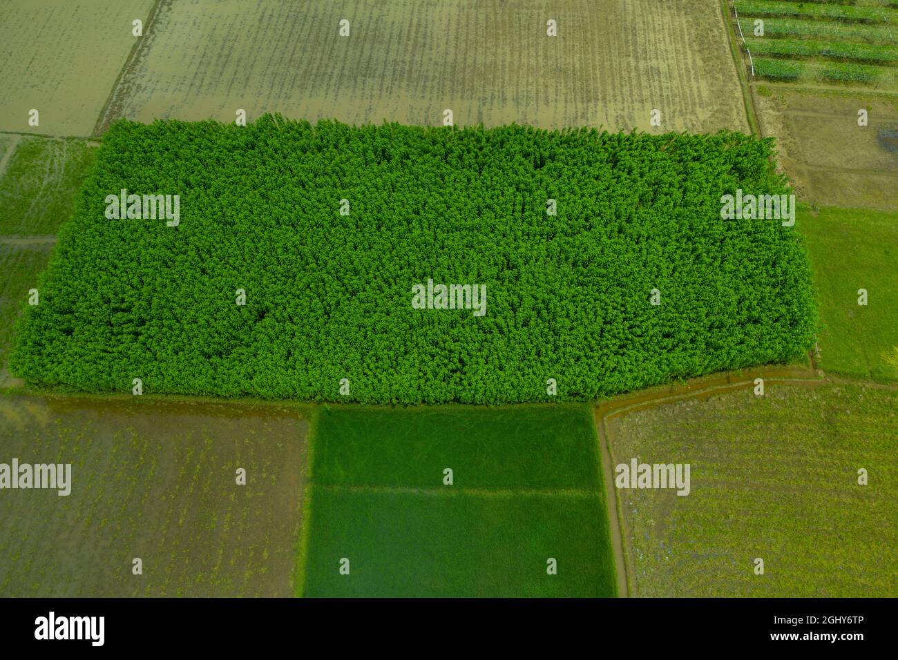 Aerial view of a jute field at Sariakandi in Bogra, Bangladesh. Stock Photo