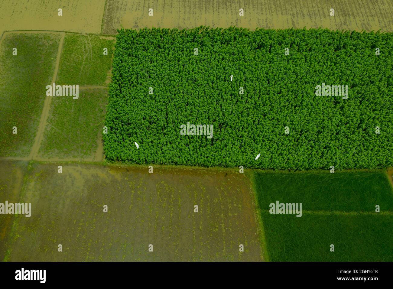 Aerial view of a jute field at Sariakandi in Bogra, Bangladesh. Stock Photo