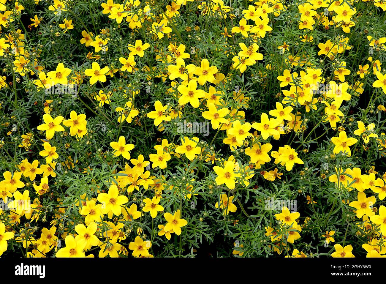 Coreopsis Verticillata Zagreb Tickseed Zagreb Deep Yellow Flowers coreopsis-verticillata-zagreb-tickseed-zagreb-deep-yellow-flowers
