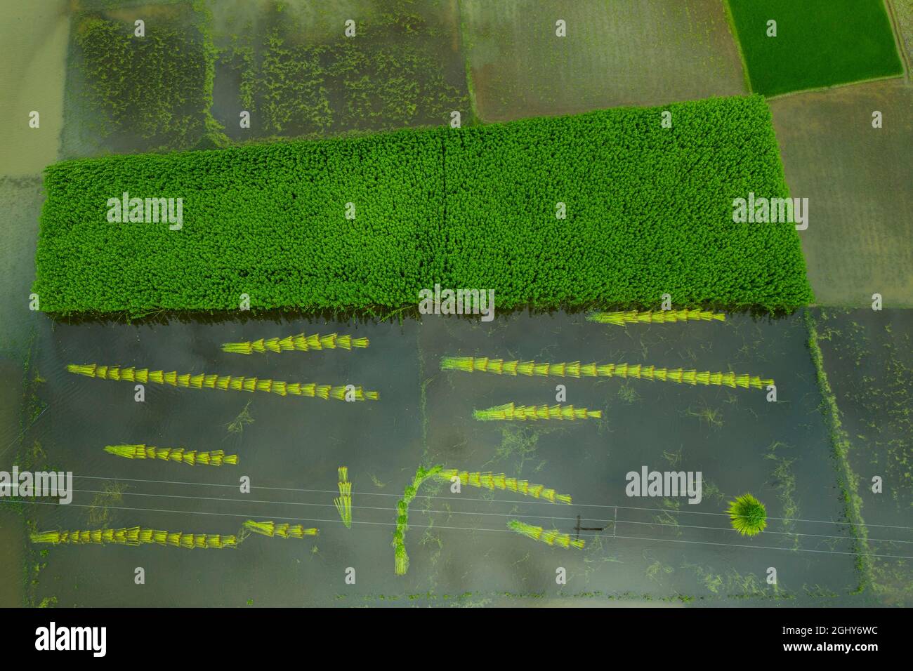 Farmers soaking jute plant in a water body after harvesting them from a nearby field at Sariakandi in Bogra, Bangladesh. Stock Photo