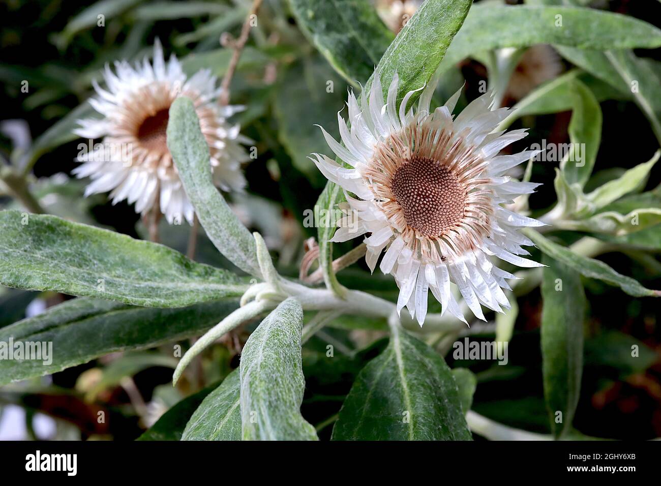 Coronidium elatum white paper daisy – white flowers with papery pointed bracts, inner buff bracts and buff centre,  August, England, UK Stock Photo