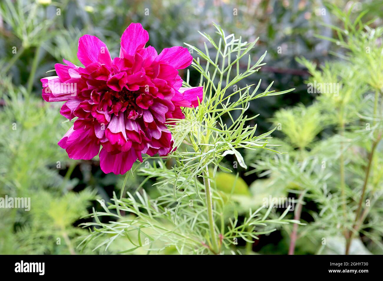 Cosmos bipinnatus ‘Double Click Cranberries’ double deep pink flowers
