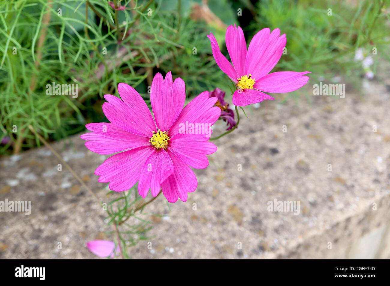 Cosmos bipinnatus ‘Sensation Radiance’ single deep pink flowers with notched petals,  August, England, UK Stock Photo