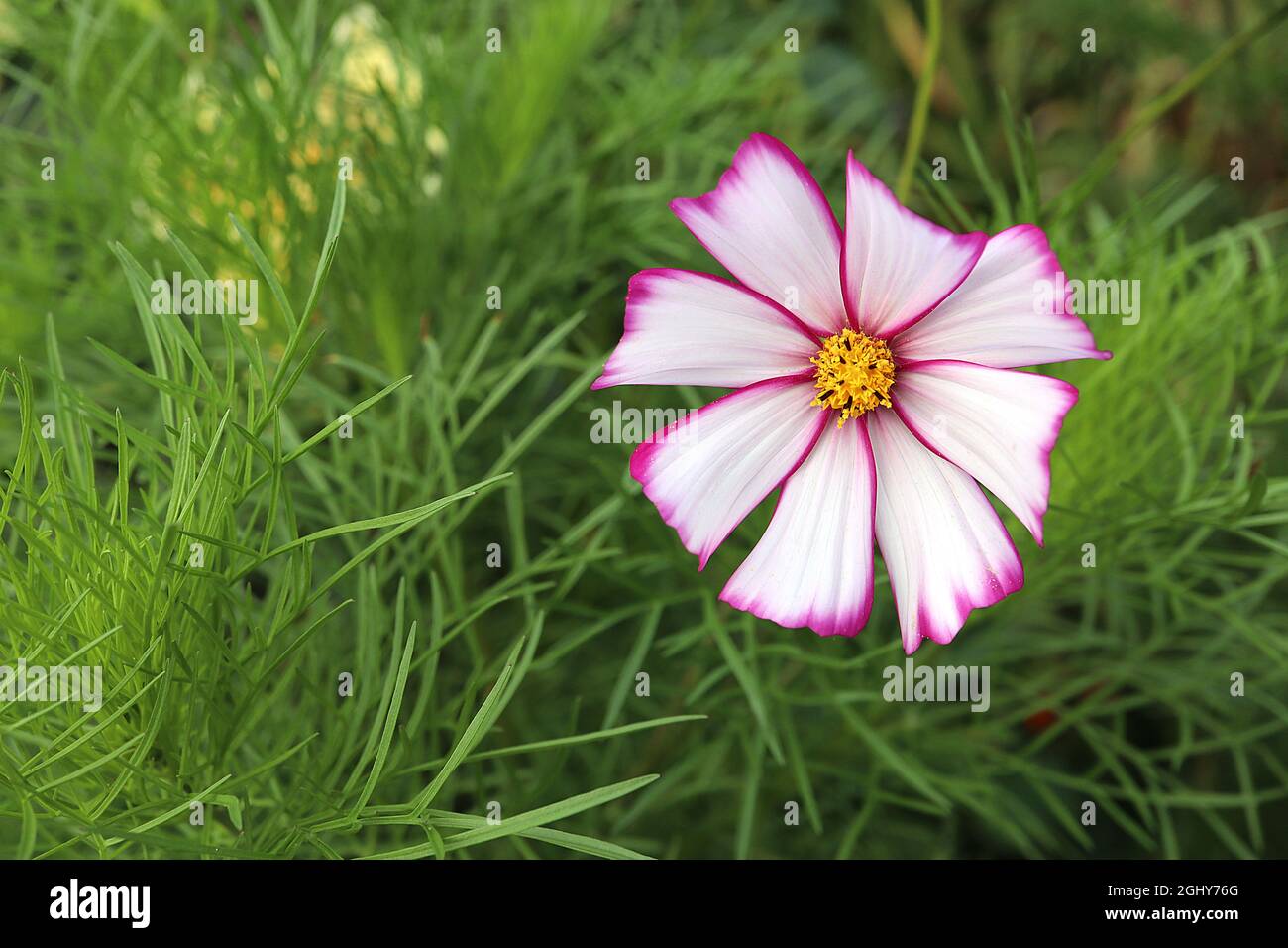 Cosmos 'picotee' flowers hi-res stock photography and images - Alamy