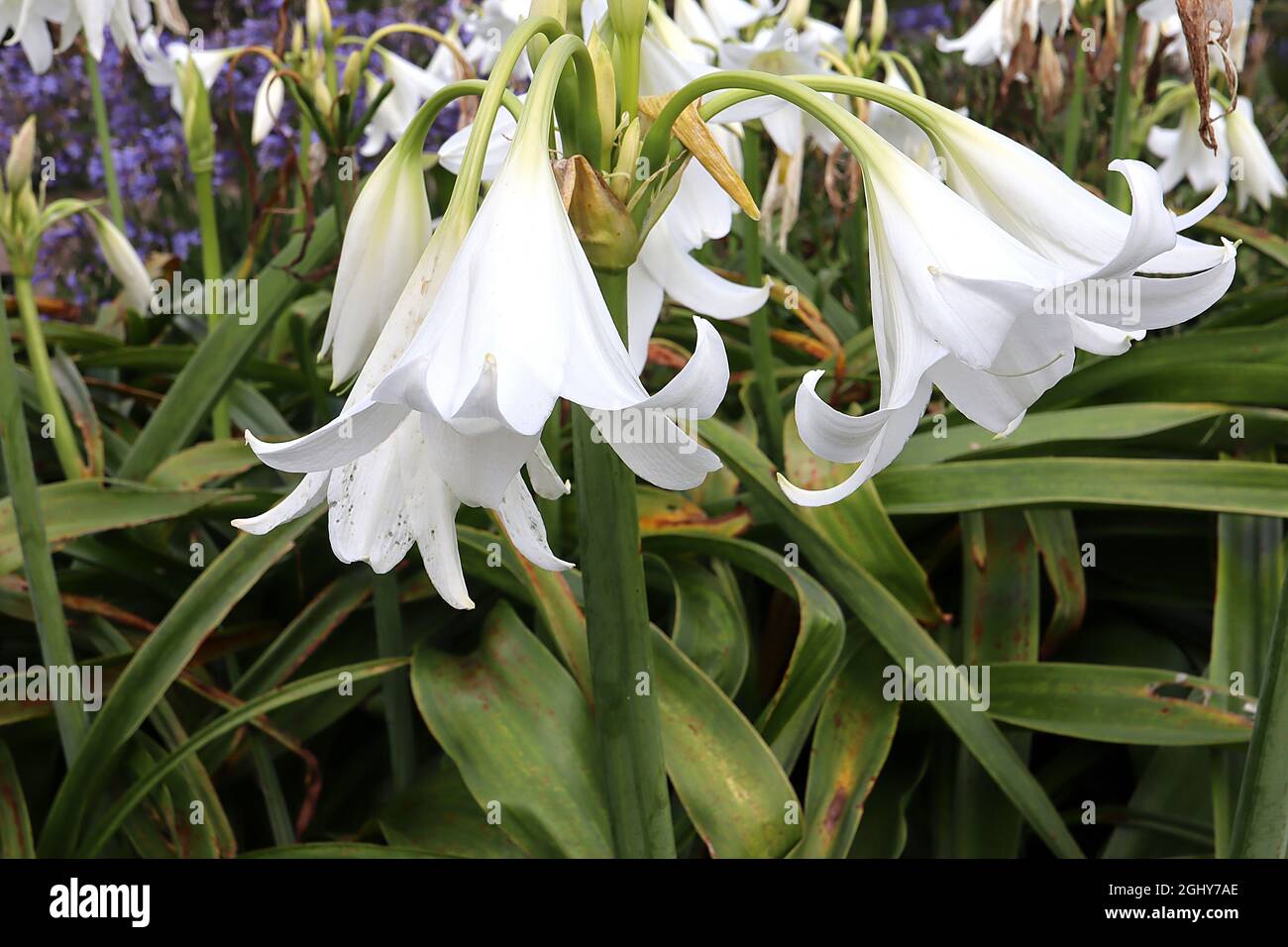 Crinum x powellii ‘Album’ swamp lily Album – scented large white funnel-shaped flowers and grey green strap-shaped leaves, August, England, UK Stock Photo