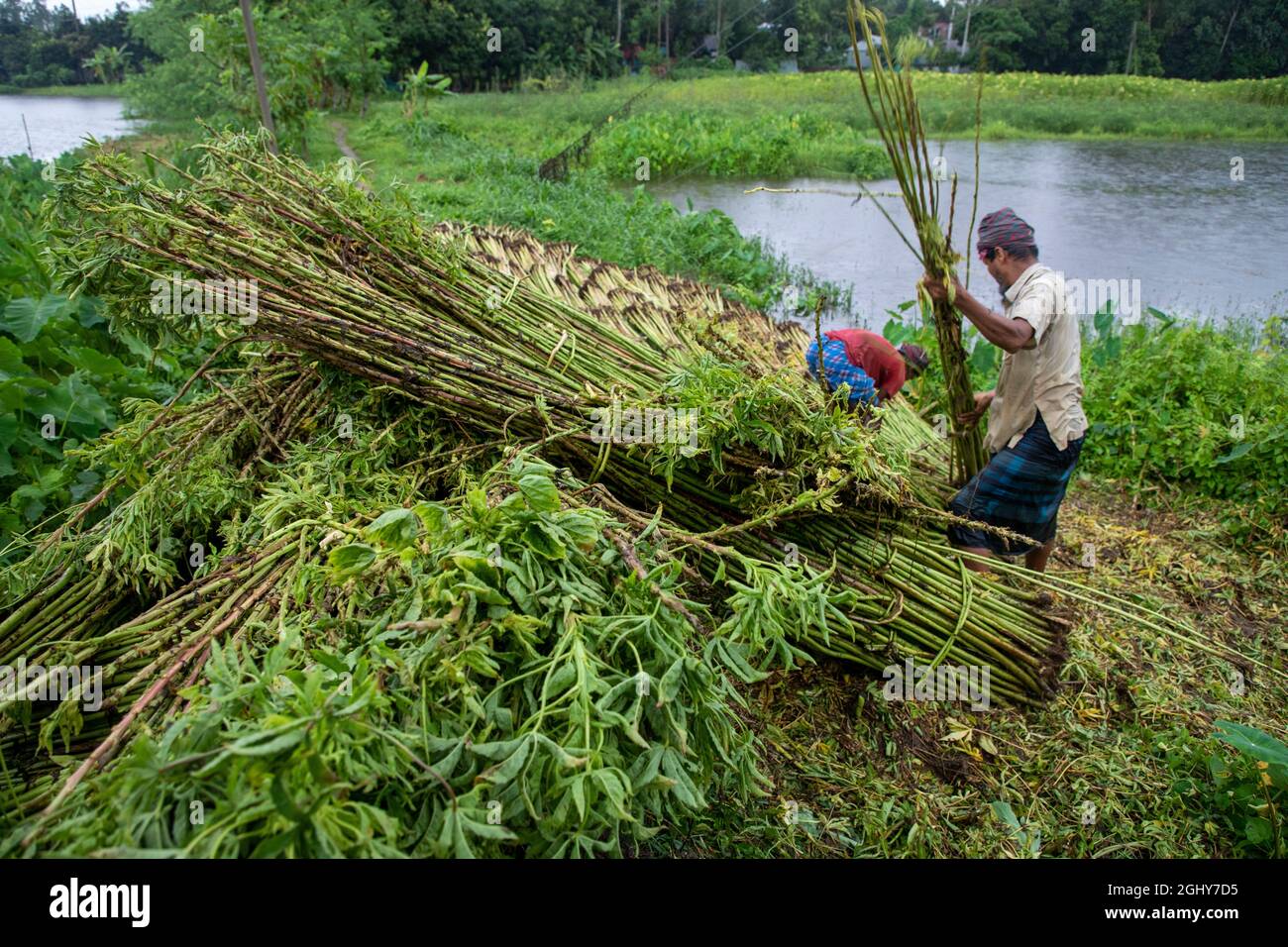 Farmers prepare harvested jute plants to put in a water body for