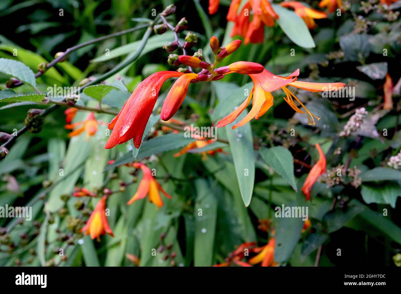 Crocosmia ‘Orange Pekoe’ montbretia Orange Pekoe small funnelshaped flowers with alternate