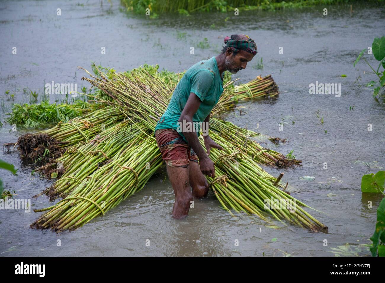 Farmers prepare harvested jute plants to put in a water body for