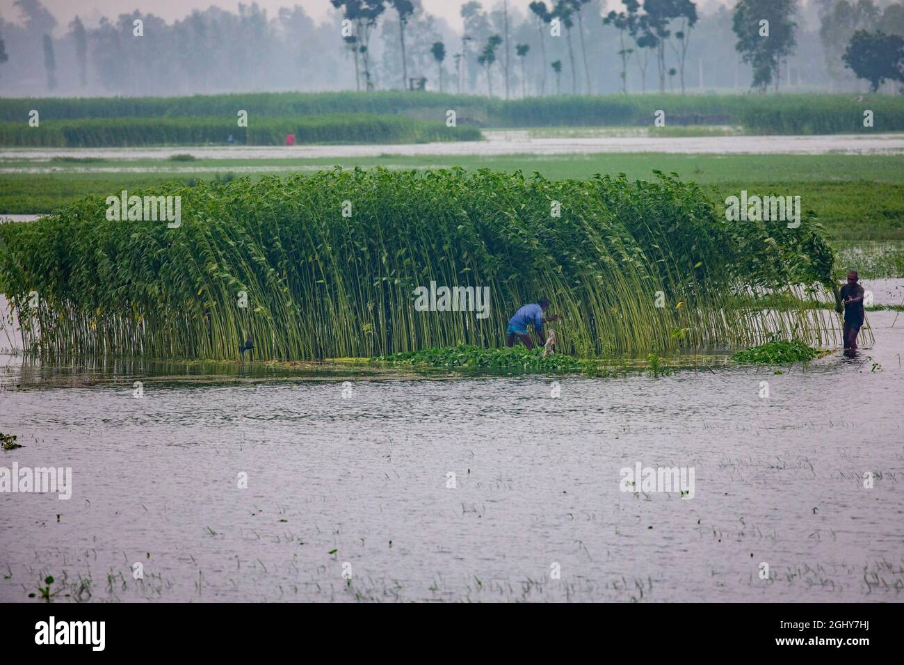 Farmers harvesing jute plants from the field at Sariakandi in Bogra, Bangladesh Stock Photo