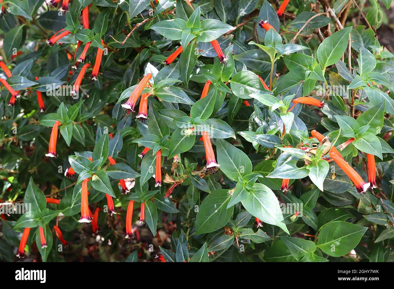 Cuphea ignea ‘Matchless’ cigar plant – tubular red orange flowers with purple black petal ends and white rim,  August, England, UK Stock Photo