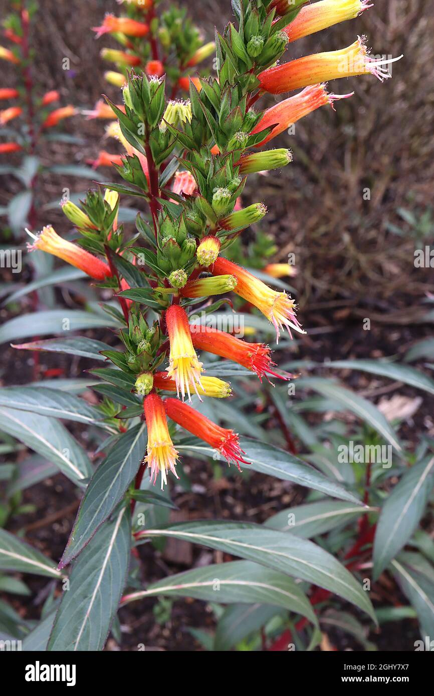 Cuphea melvilla ‘Candy Corn’ Candy Corn plant – upright racemes of tubular orange and yellow flowers with fringed petal ends, August, England, UK Stock Photo