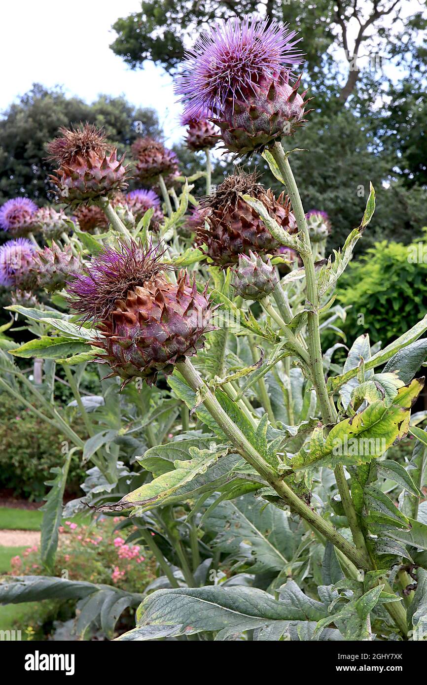 Cynara cardunculus cardoon large violet thistlelike flowers atop