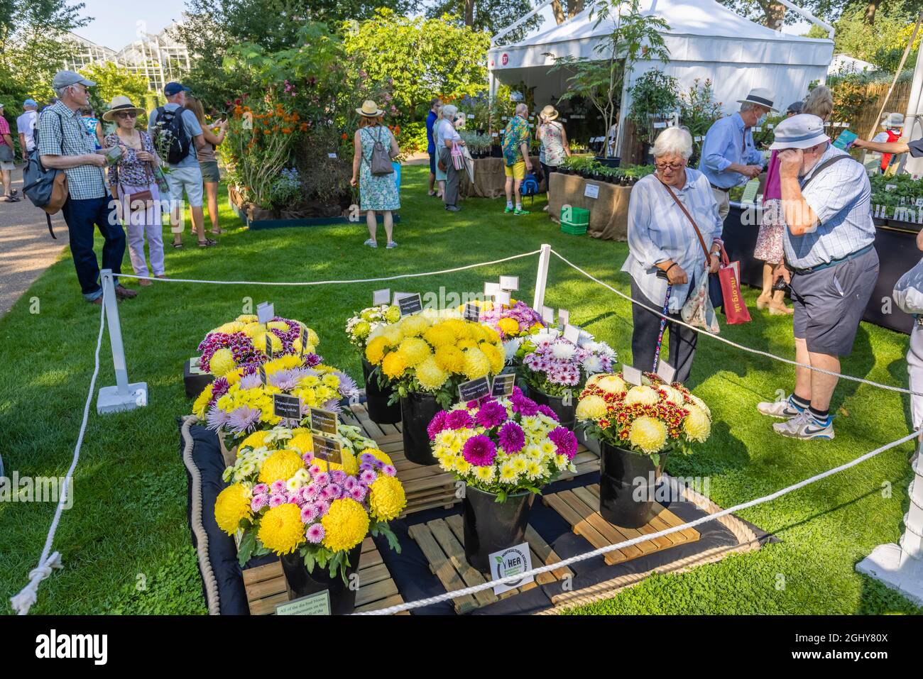 Display of chrysanthemums,  RHS Garden Wisley Flower Show 2021, the annual show in the RHS Garden at Wisley, Surrey, on a sunny day in early September Stock Photo