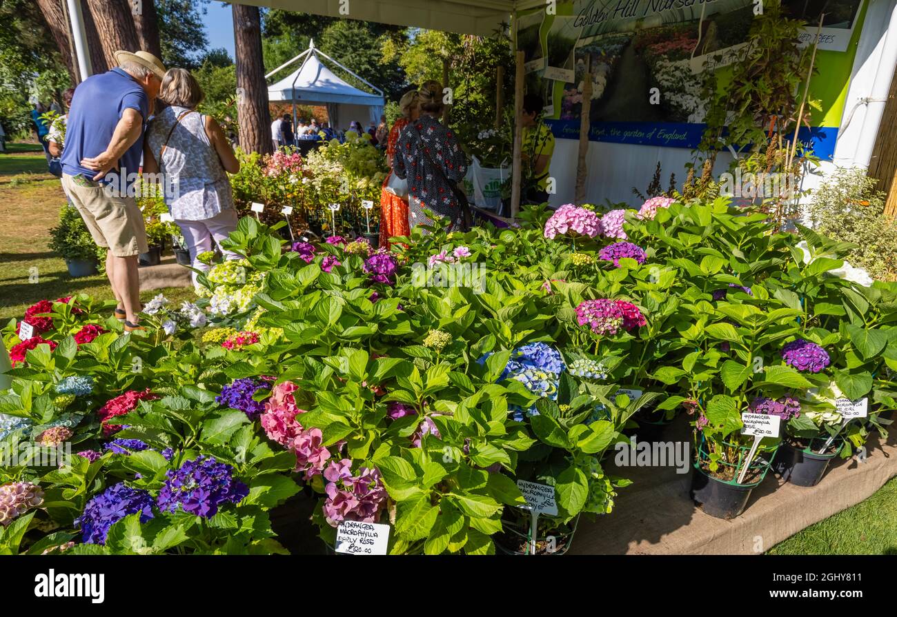 RHS Garden Wisley Flower Show 2021. Display of hydrangeas at the annual show in the RHS Garden at Wisley, Surrey, on a sunny day in early September Stock Photo