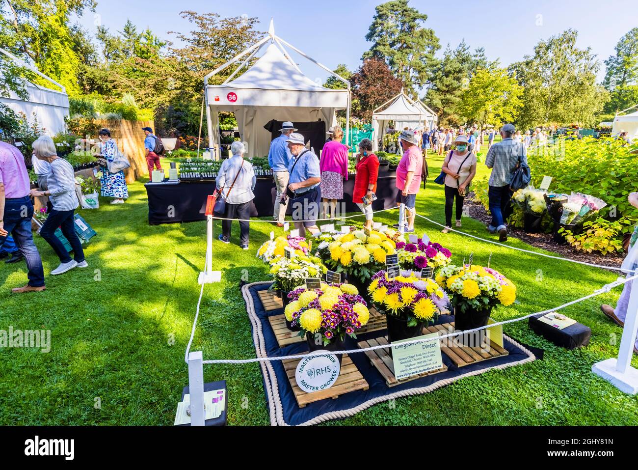 Display of chrysanthemums,  RHS Garden Wisley Flower Show 2021, the annual show in the RHS Garden at Wisley, Surrey, on a sunny day in early September Stock Photo