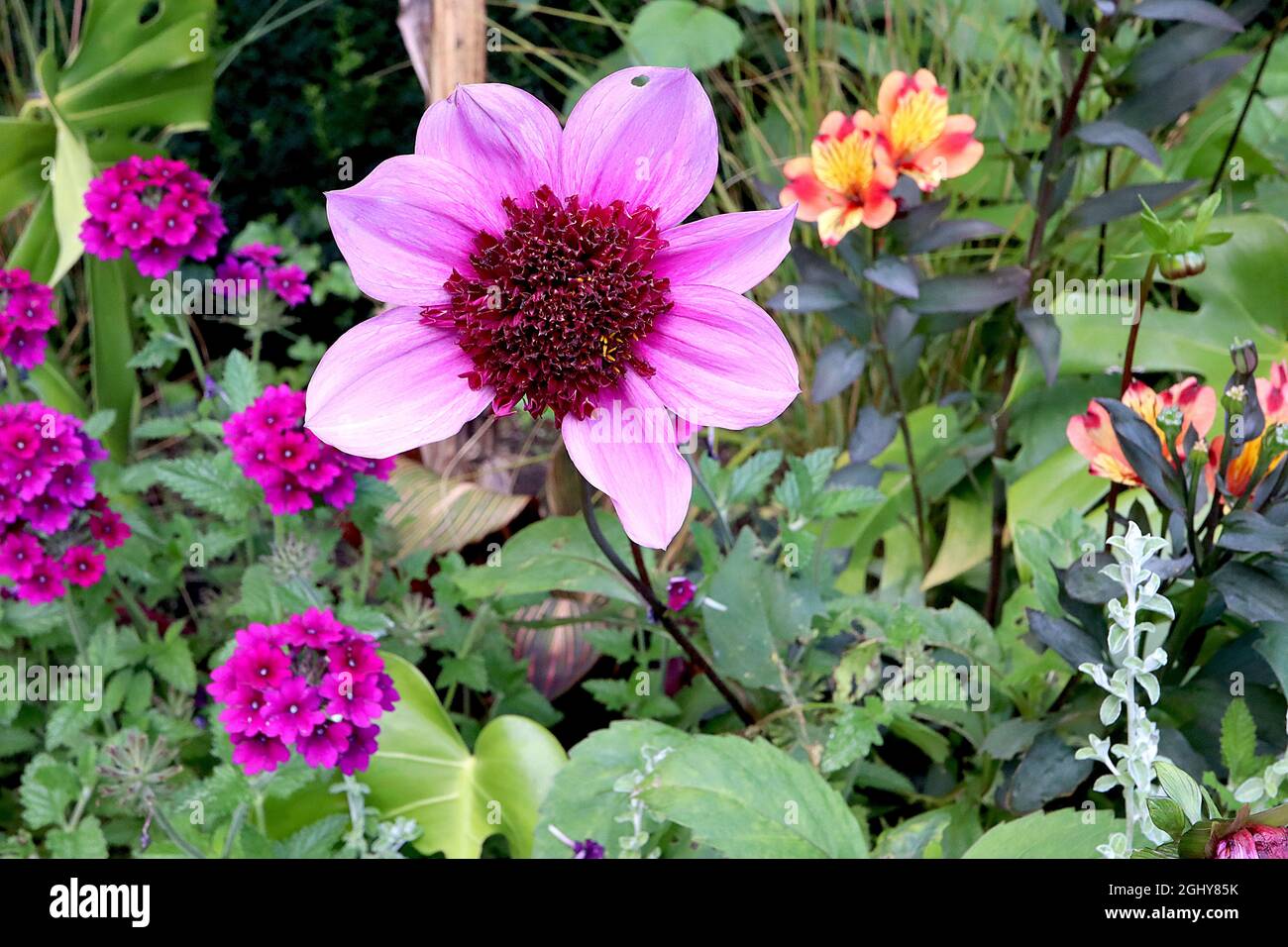 Dahlia ‘Blue Bayou’ Anemoneflowered Group 2 Purple pink flowers
