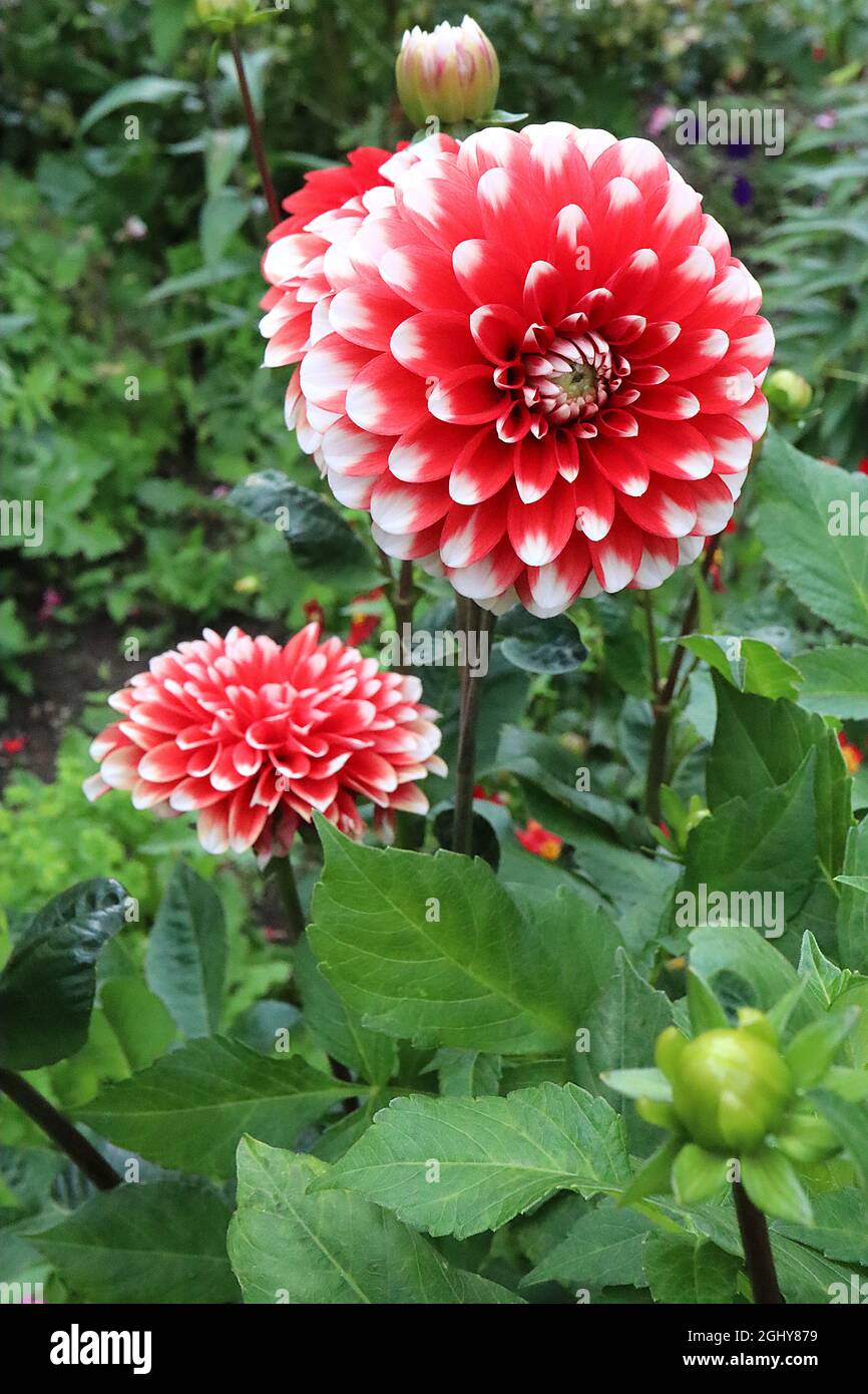 Dahlia ‘Checkers’ Group 5 Decorative Dahlia spherical red flowers with