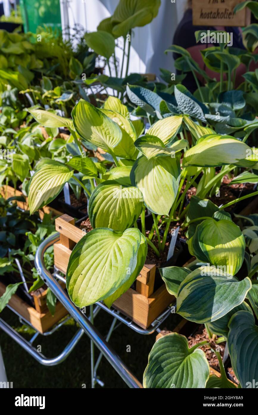Display of hostas on a stall at RHS Garden Wisley Flower Show 2021, the annual show in the iconic RHS Garden at Wisley, Surrey in September Stock Photo