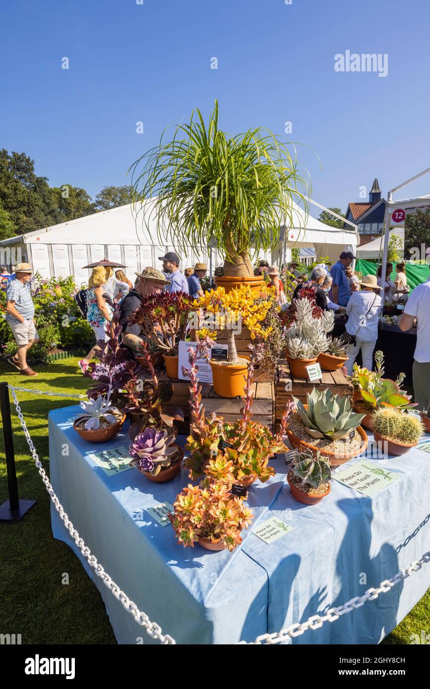 Display of succulents and cacti at RHS Garden Wisley Flower Show 2021