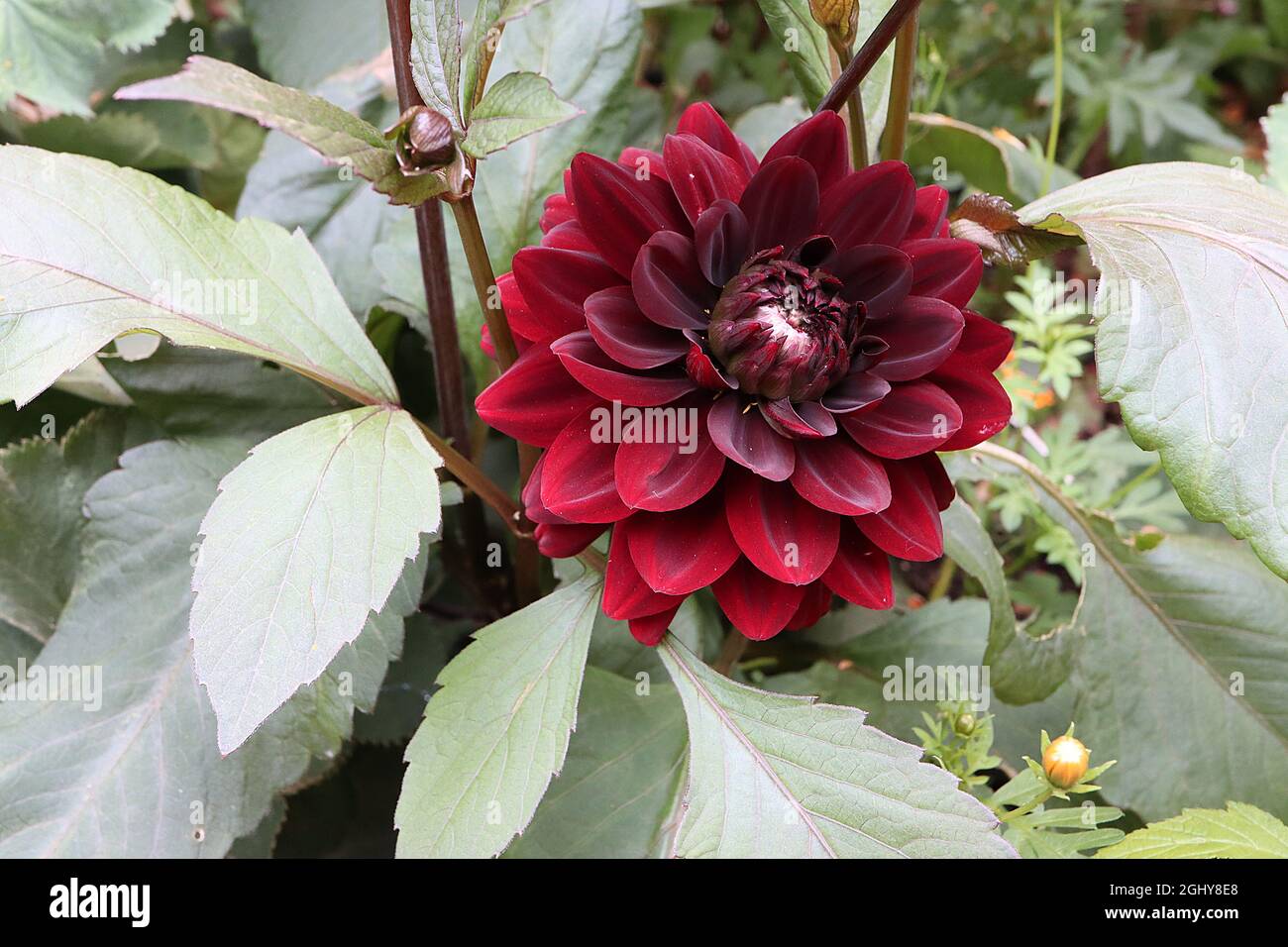 Dahlia ‘Karma Choc’ Decorative Dahlia Group 5 scarlet red flowers with