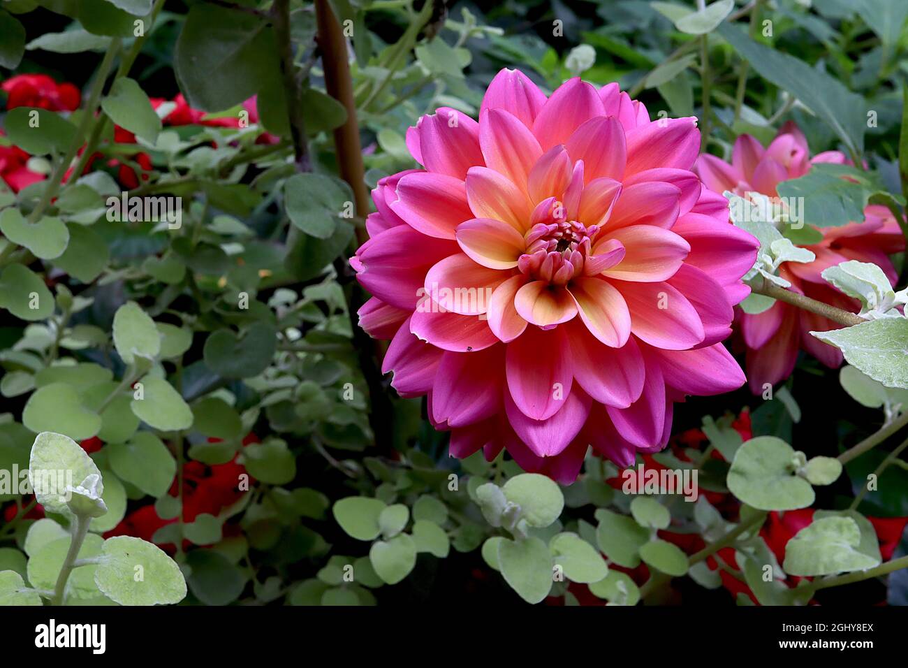 Dahlia ‘Melody Pink Allegro’ Decorative Dahlia Group 5 deep pink flowers with pale orange halo,  August, England, UK Stock Photo