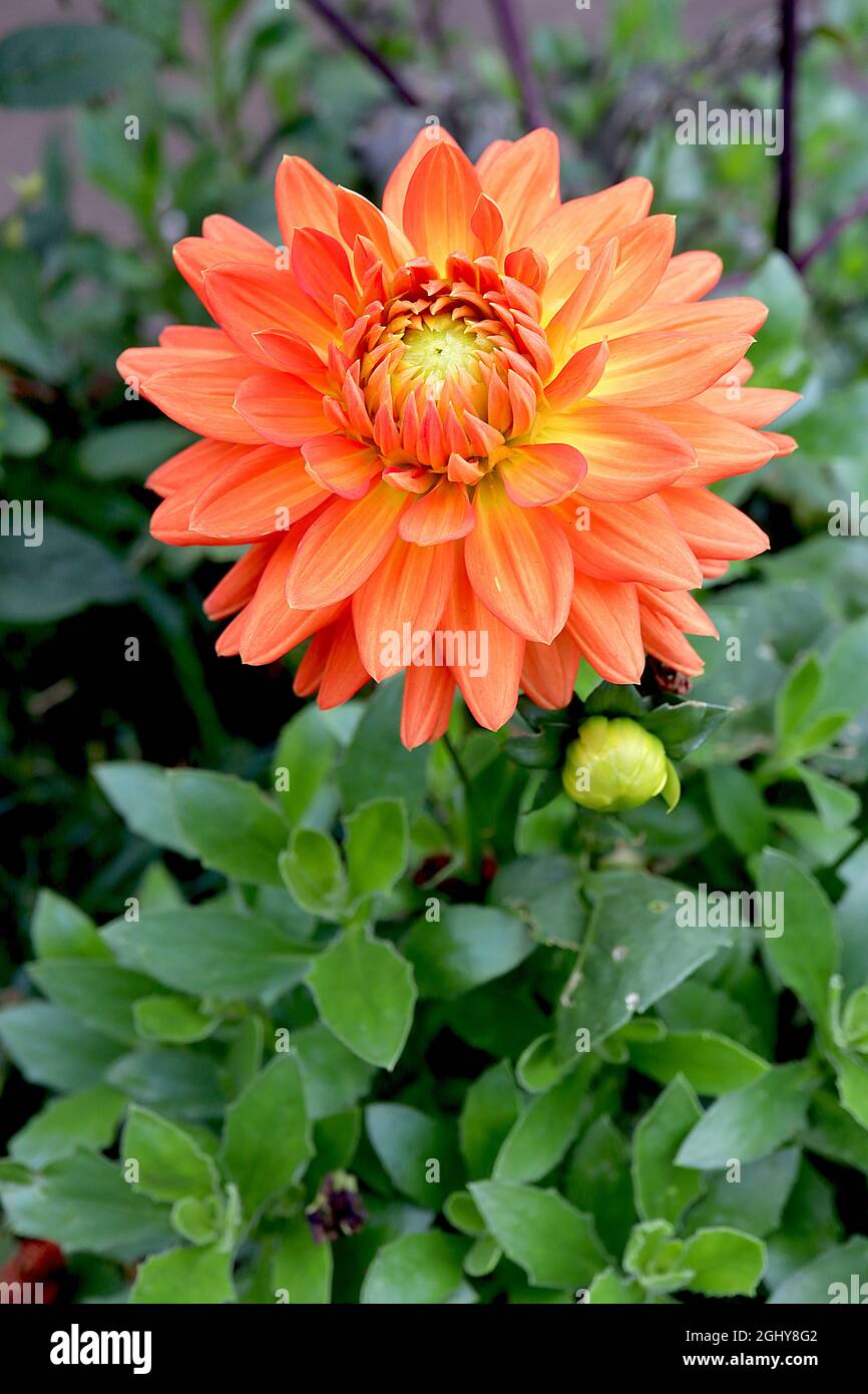 Dahlia ‘Motto’ Decorative Dahlia Group 5 large orange flowers with