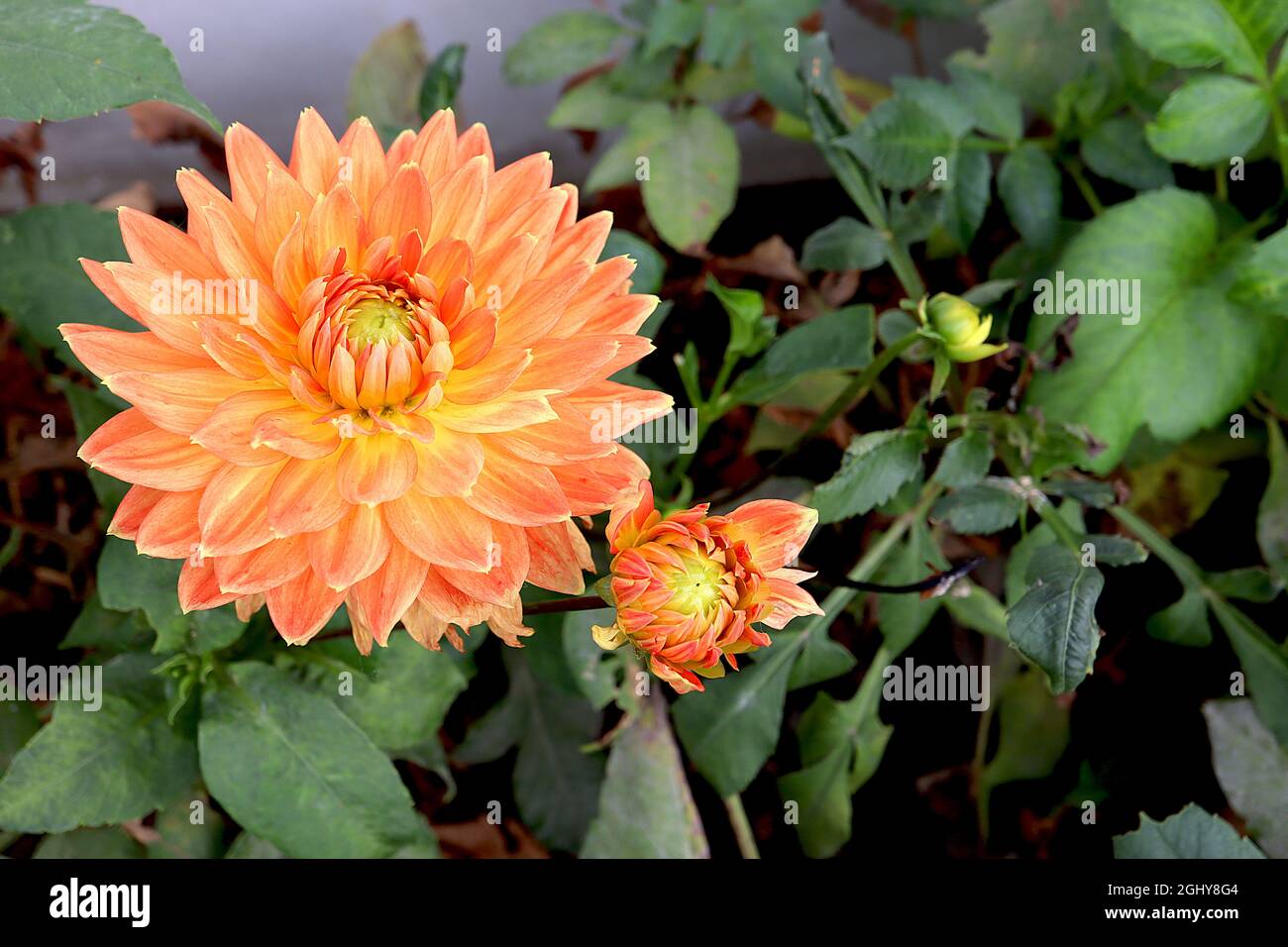 Dahlia ‘Motto’  Decorative Dahlia Group 5 large orange flowers with yellow halo,  August, England, UK Stock Photo