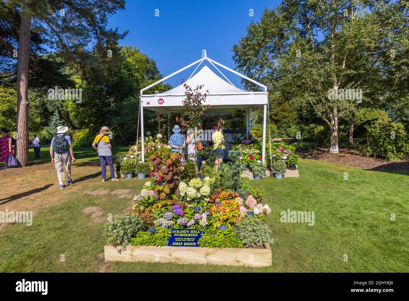 Display of hydrangeas at RHS Garden Wisley Flower Show 2021, the annual show in the iconic RHS Garden at Wisley, Surrey, on a sunny day in September Stock Photo