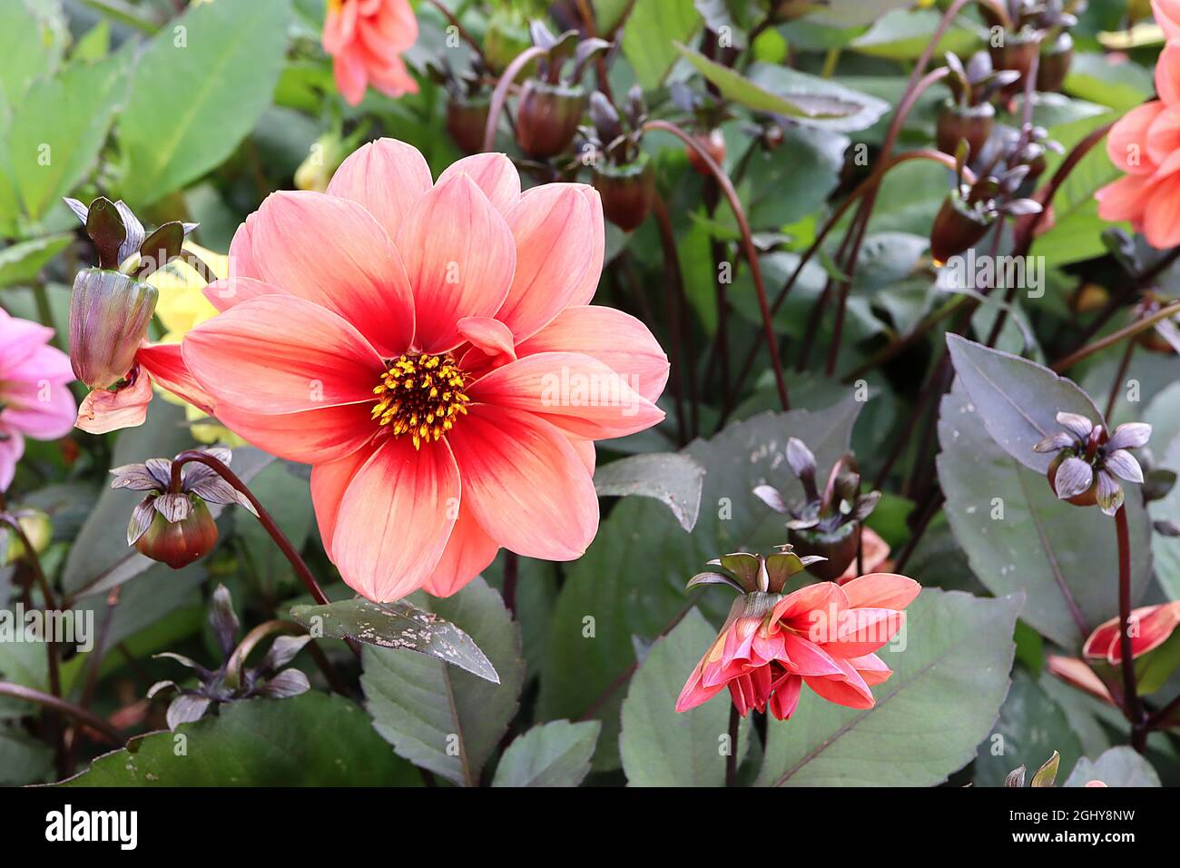 Dahlia variabilis ‘Bishop’s Children’ Single-flowered dahlia Group 1 pale orange flowers with soft pink stripes and coral red halo,  August, England, Stock Photo