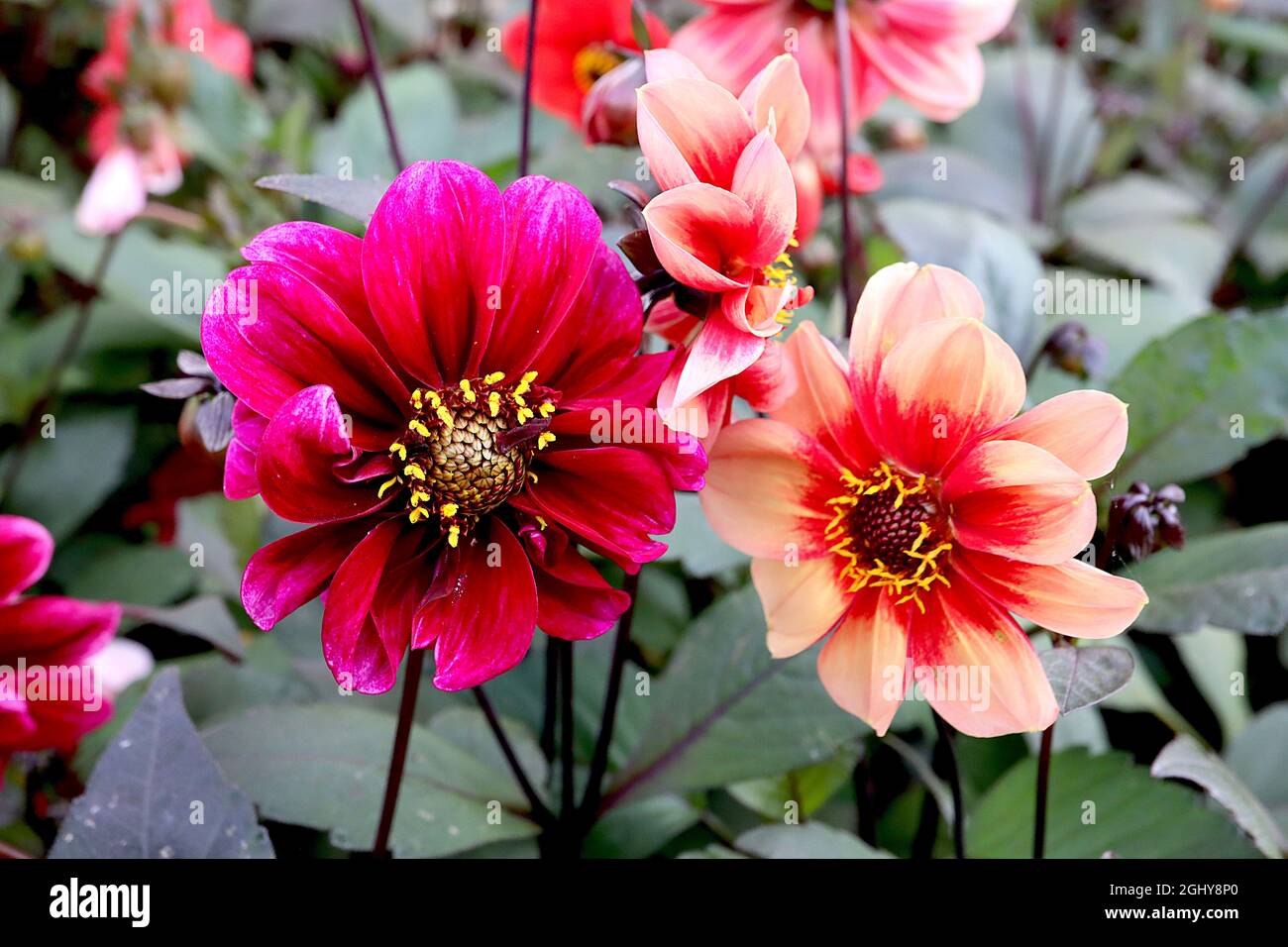 Dahlia variabilis ‘Bishop’s Children’ Single-flowered dahlia Group 1 pale orange flowers with coral red halo,  dark red flowers, deep pink petals tips Stock Photo