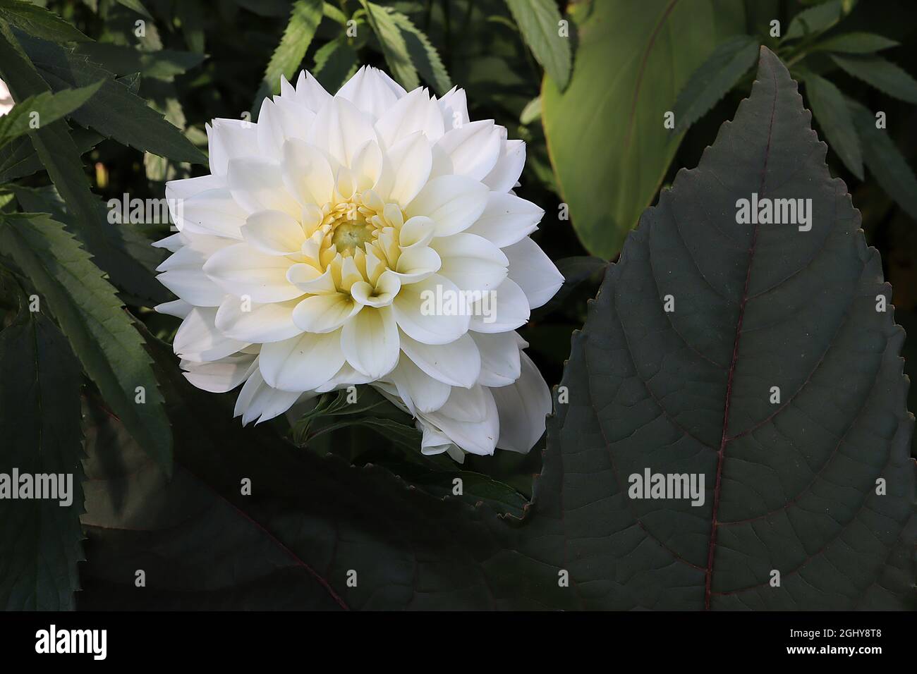 Dahlia ‘White Perfection’ Decorative Dahlia Group 5 white flowers with pale yellow halo,  August, England, UK Stock Photo