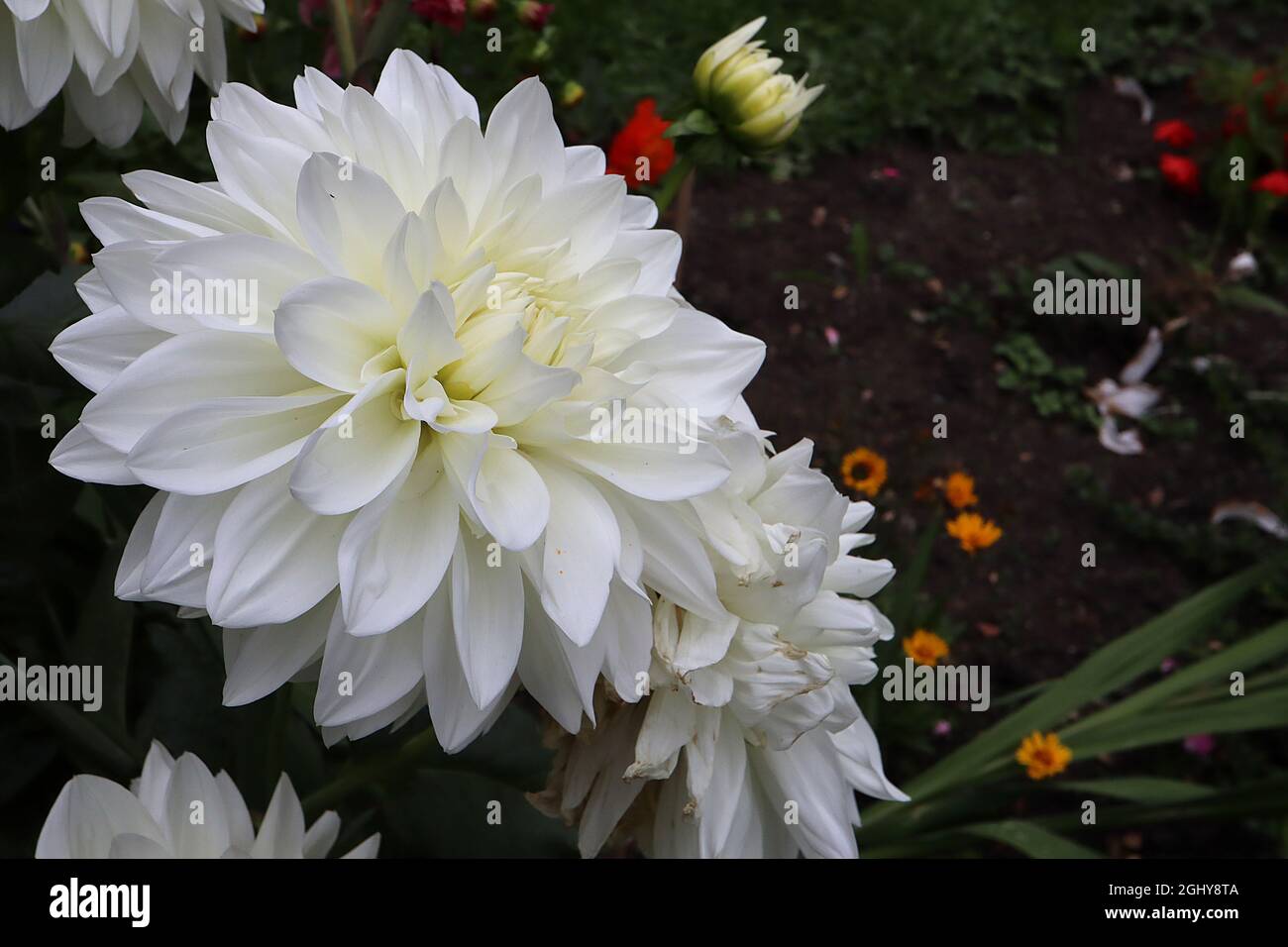 Dahlia ‘White Perfection’ Decorative Dahlia Group 5 white flowers with pale yellow halo,  August, England, UK Stock Photo